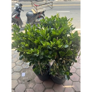 Bạch thiên hương size đại nguyên chậu