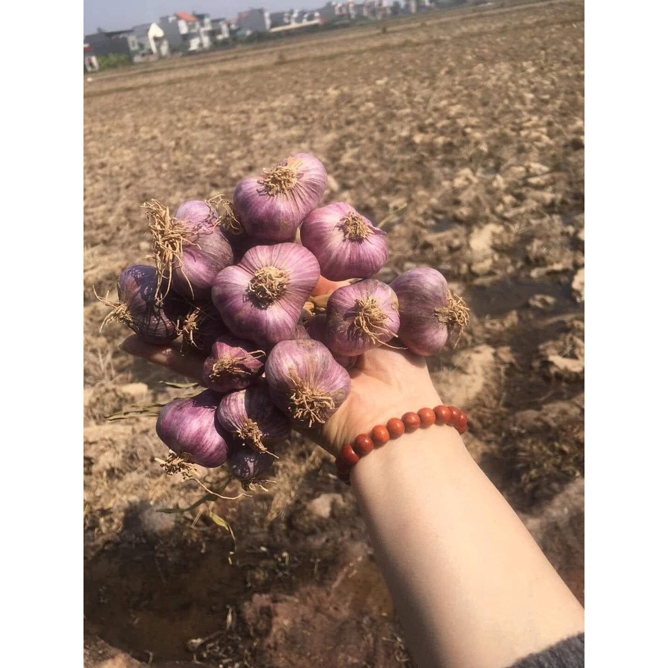 Tỏi ta khô kinh môn HẢI DƯƠNG