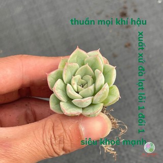 Sen đá liên đài trắng, cây cảnh mini dc garden 3- 4.5cm