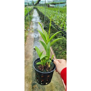 HOA LAN SING VÀNG ĐỎ