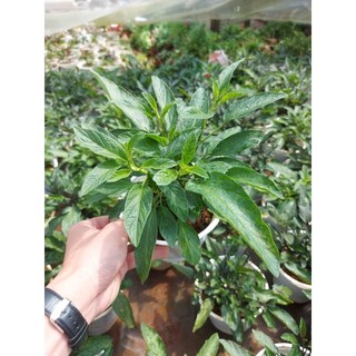 Chậu dưa PEPINO Tím (chậu lớn)