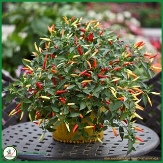 Hạt giống Ớt kiểng chỉ thiên trắng trái dài - 10 hạt