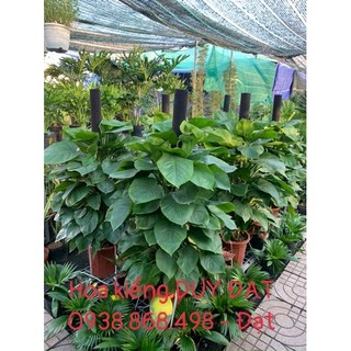Trầu bà ôm cột - hình thật chụp tại cửa hàng - có sẵn