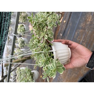 Hoa mười giờ Thái - chậu treo