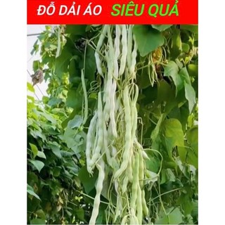 Hạt giống đậu  (đậu dải áo) cao sản hạt đen