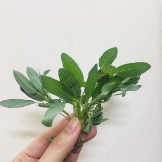 Lá tươi xô thơm sage 100g