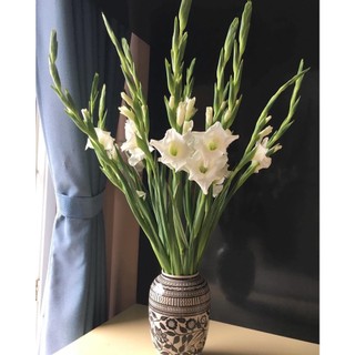 Củ hoa lay ơn trắng (Củ giống nhập ngoại)