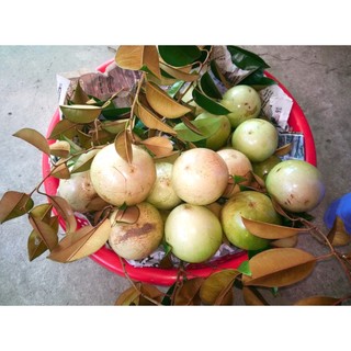 Cây vú sữa lò rèn giống