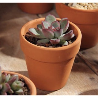 Chậu đất nung size 5cmx5cm