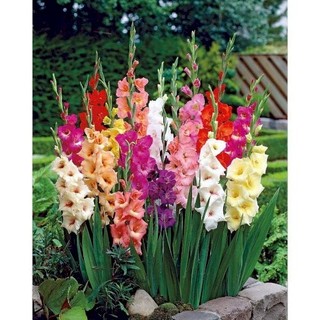 Củ hoa lay ơn nhiều màu (củ giống nhập khẩu)