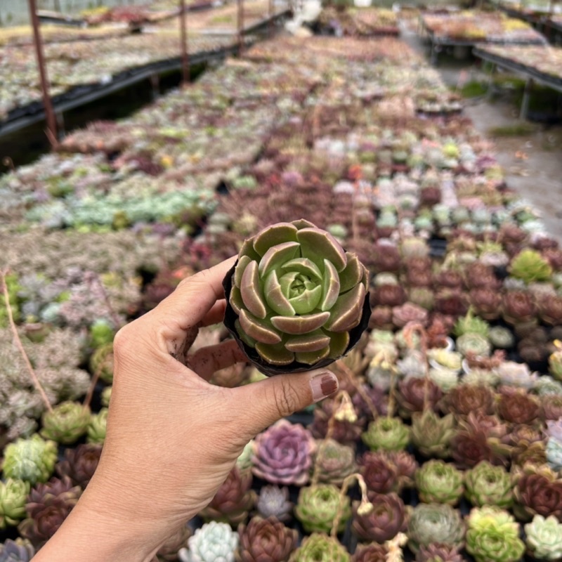 Cây sen đá Nâu Nhám giống siêu hot size bầu 4-4,5cm THUANPHAT GARDEN, siêu đẹp lạ, lỗi 1 đổi 1