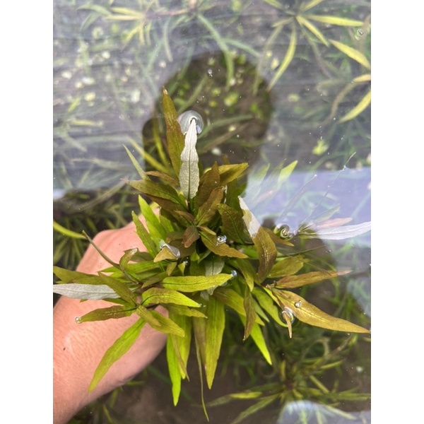 cây thuỷ sinh liễu mini 20k/6 ngọn