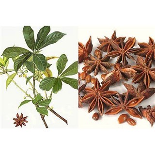 CÂY HỒI GIỐNG ( CÂY CAO 45-60 CM)