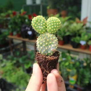 Xương rồng tai thỏ cực cute