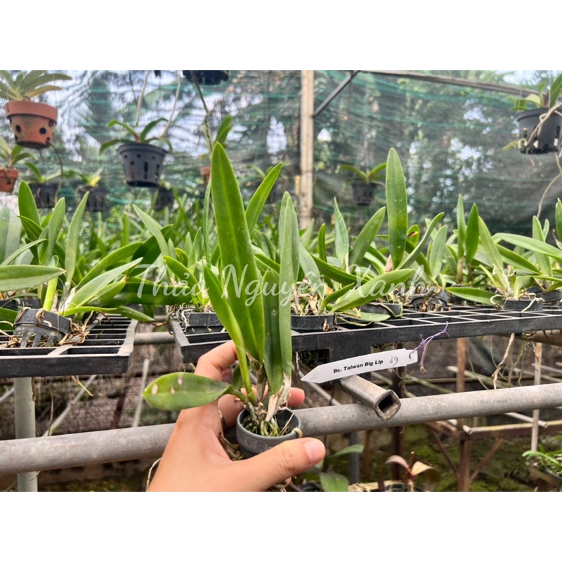 Cattleya Bc. Taiwan Big Lip  TNX-49