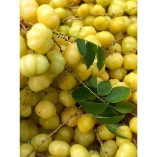 Cây chùm ruột