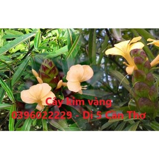 Cây kim vàng khô 1 ký sản phẩm nhà làm khô sạch