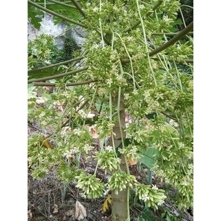 500g Hoa Đu Đủ Đực Sấy Lạnh
