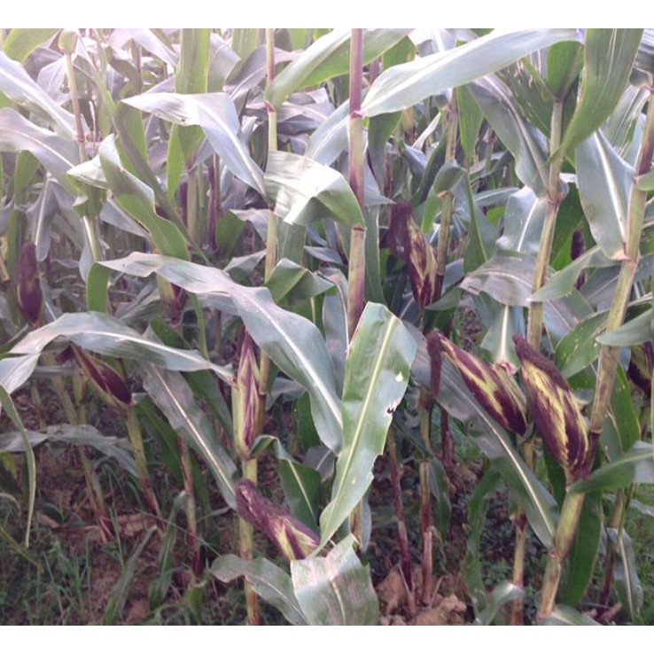 5 Bắp Ngô Tím Điện Biên, Ngâm rượu tươi ngon ngot