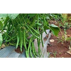 Gói 500 gram hạt giống đậu cove bụi lùn F1