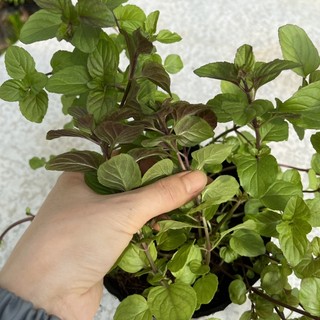 Thảo mộc: Chậu cây bạc hà Cam - Orange mint dành cho những ai yêu thích vị cam quýt