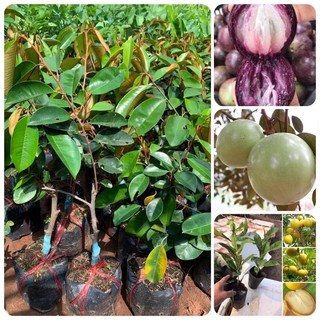 Cây vú sữa lò rèn