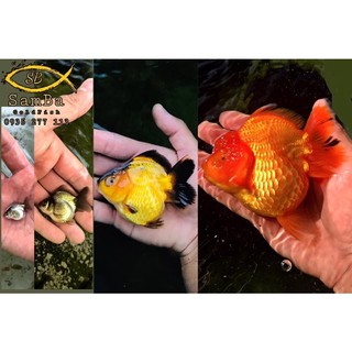Combo 5kg cám cá vàng, thức ăn cá vàng Samba.