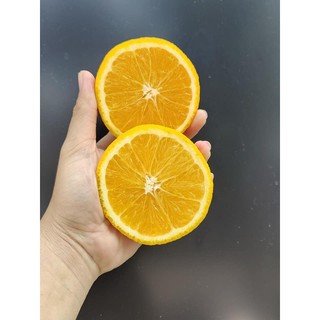 Cây cam vàng Navel giống