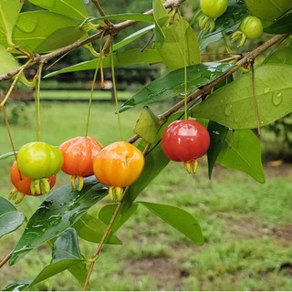 Cây giống cherry khía
