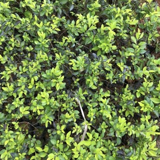 Cây chuỗi ngọc hoa tím