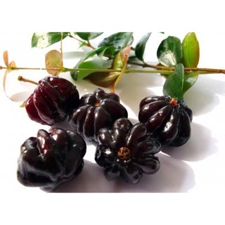 Cây giống cherry khía