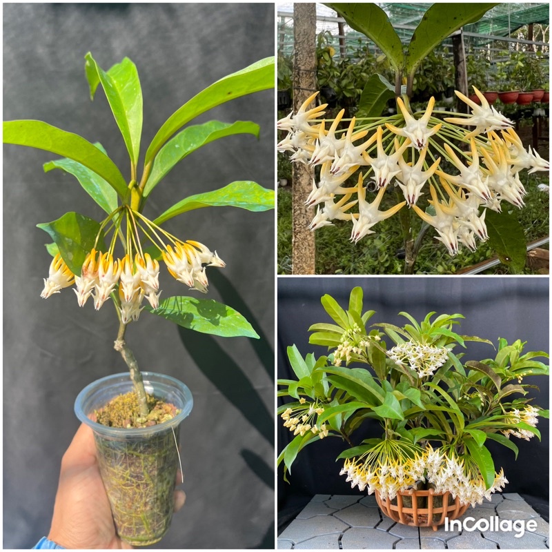 Hoa Cẩm cù hoya Multiflora yellow thân gỗ, cây có bông hoặc còi sẵn, hoa đẹp thích hợp trồng kiểng