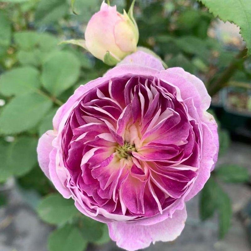 Hoa hồng Blue Moonstone Rose - hoa thơm, hoa chùm