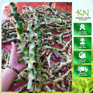 Cốt toái bổ tươi hay gọi là tắc kè đá xanh rừng 1kg