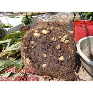 1kg củ lùn giống