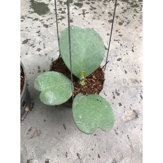 Giò hoa lan cẩm cù lá trái tim chưa hoa