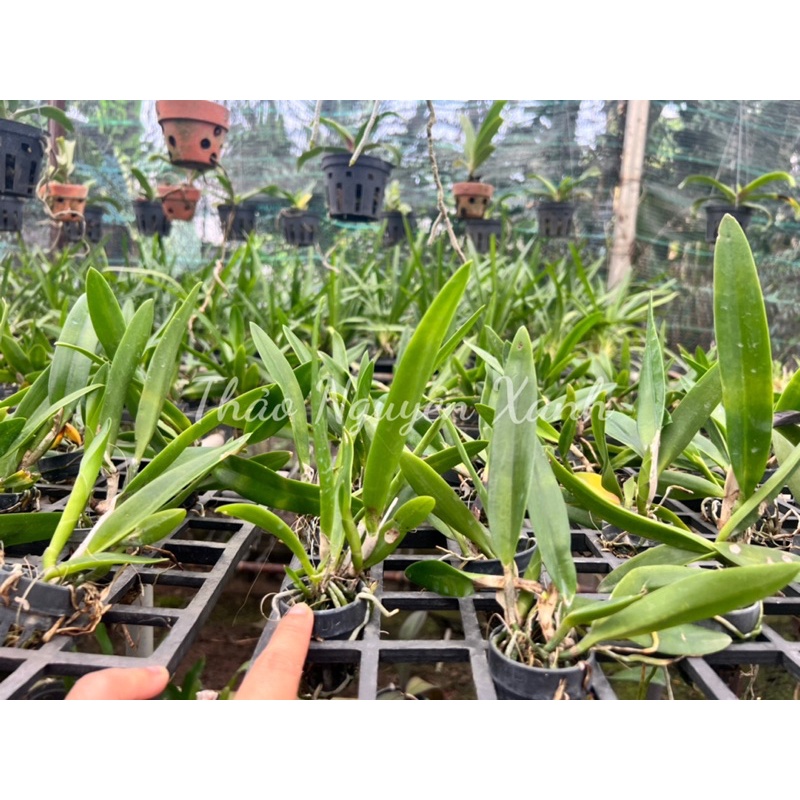 Cattleya Bc. Taiwan Big Lip  TNX-49