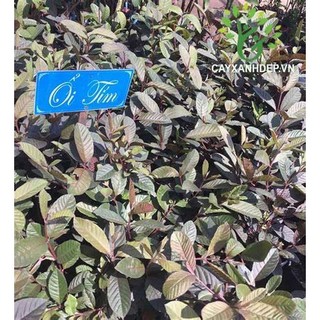 CÂY GIỐNG ỔI TÍM( CÂY CAO 60-70CM)