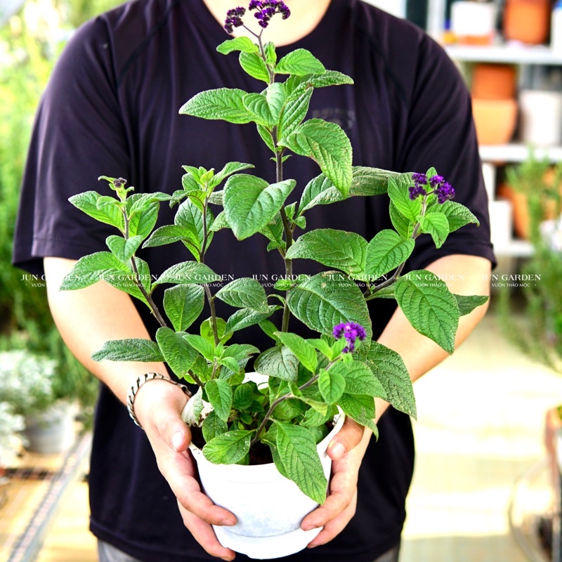 Cây Vani Hoa Tím cây khoẻ JUN GARDEN