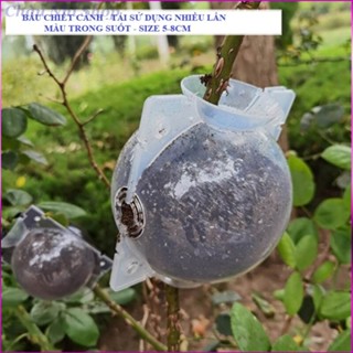 Bầu nhựa chiết cành, tái sử dụng nhiều lần, trong suốt