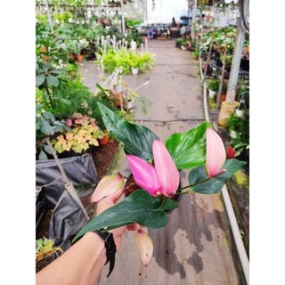 <GIÁ RẺ> Chậu Hồng môn tím (Purple Arc Tulip Anthuriums)