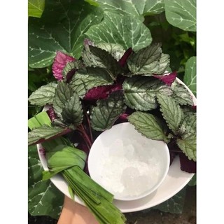 Cây giống bán tự cảnh