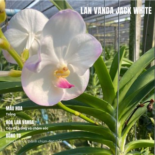 Lan vanda jack white - bông đẹp