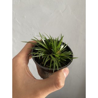 Thạch Xương Bồ (Cỏ Thơm) đủ loại