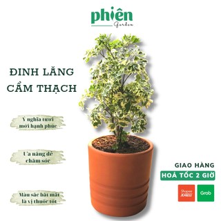 Cây Đinh Lăng Cẩm Thạch, Cây Để Bàn, Mang ý nghĩa phong thủy tốt