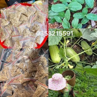 🥒 hạt giống dưa mèo,dưa hmông