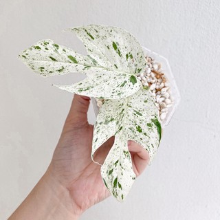 Chậu cây epipremnum pinnatum marble variegated ✨ freeship ✨ trầu bà marble king - trầu bà lá xẻ cẩm thạch vân đá
