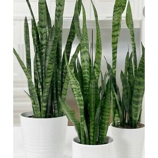 Cây lưỡi hổ xanh cao 40 - 50 cm