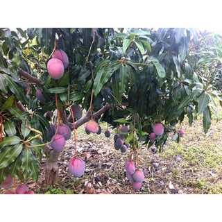 Cây xoài tím Ngọc vân giống