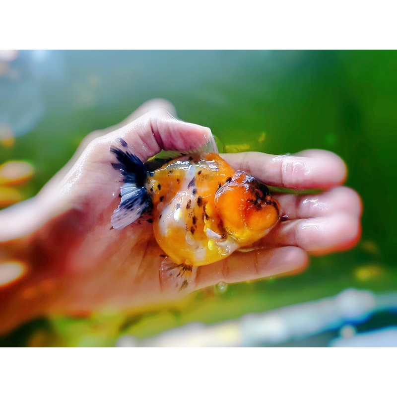 Cám cá vàng, cá chép, goldfish  chuyên thúc size cá - HẠT CHÌM 1mm - cám chăm heo nước